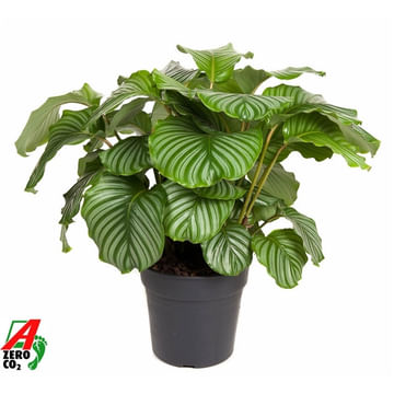 Калатея Орбифолия