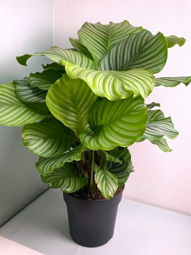 Калатея Орбифолия