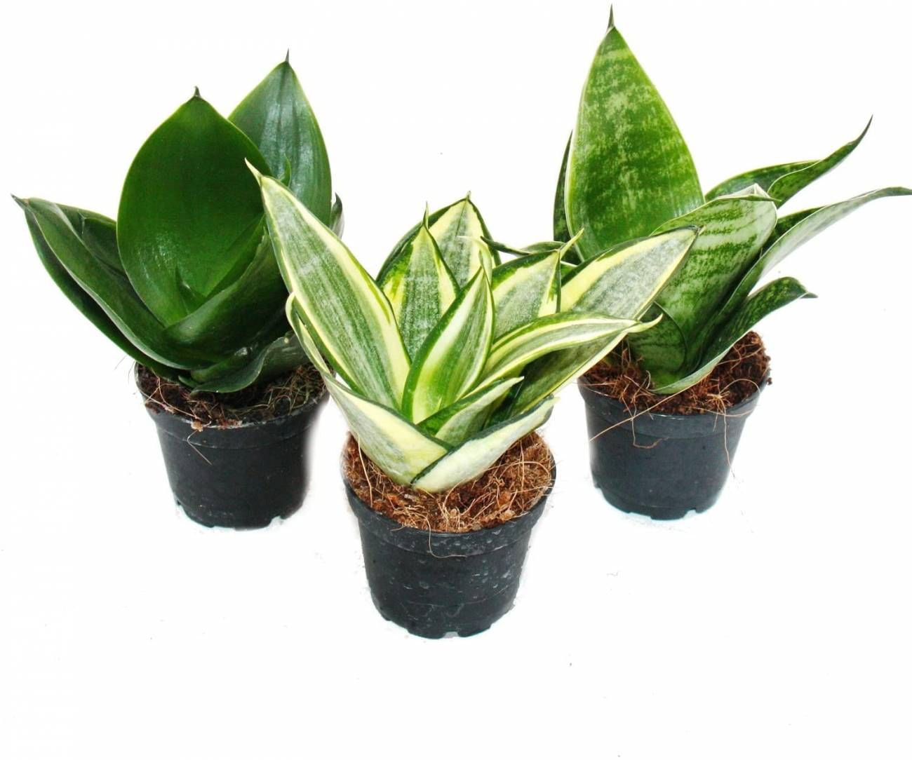 Сансевиерия Ханни