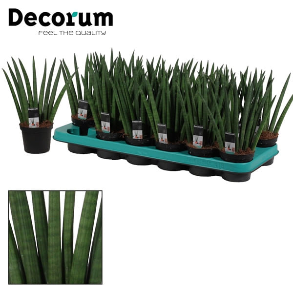 Сансевиерия цилиндрика