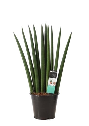 Сансевиерия цилиндрика