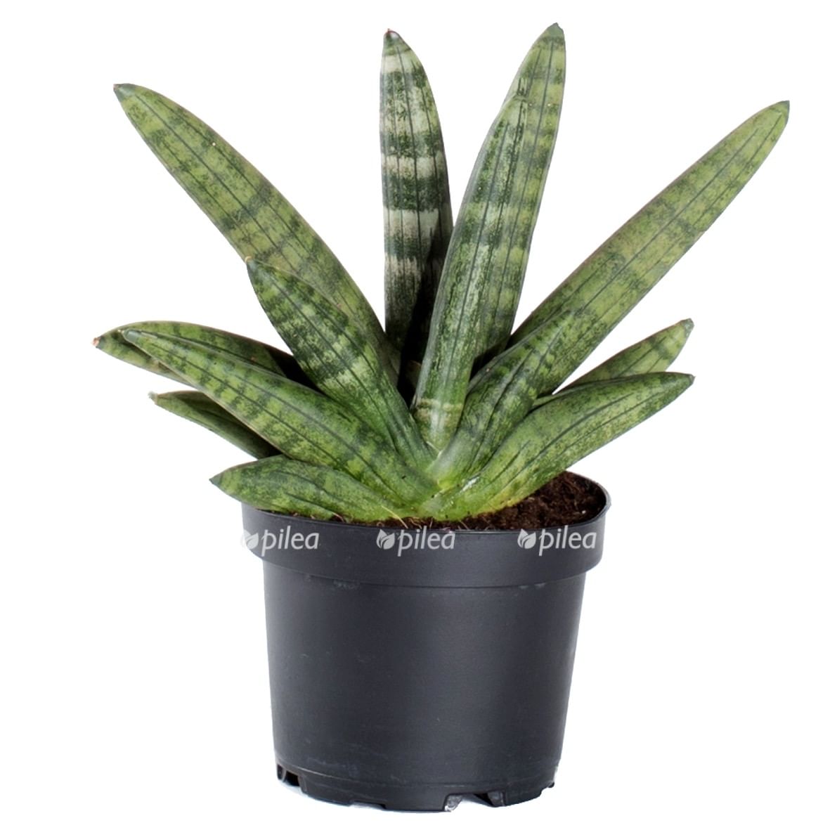 Сансевиерия Дабл Бонселенсис