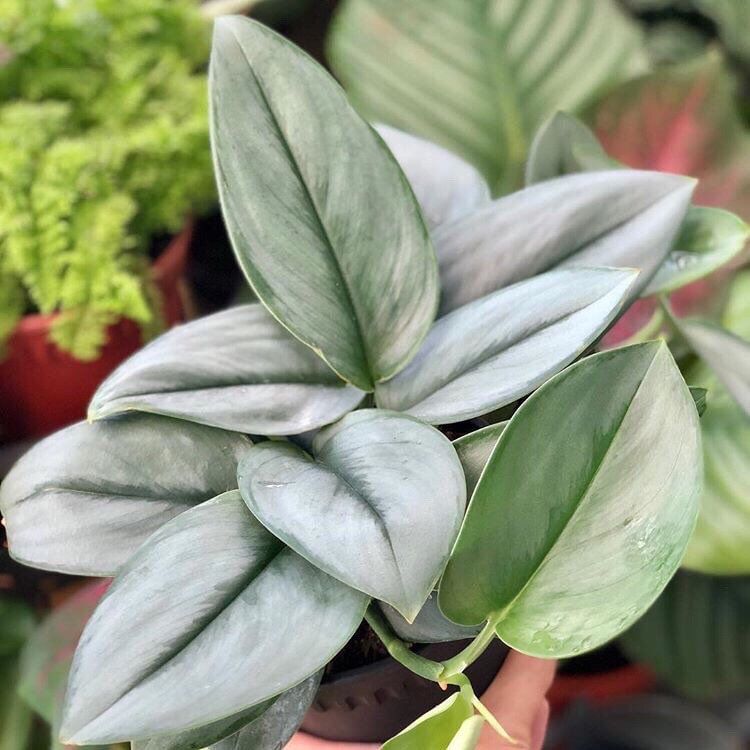 Сциндапсус Лунный свет