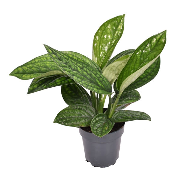 Эпипремнум Марбел