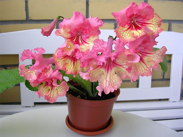 Стрептокарпус