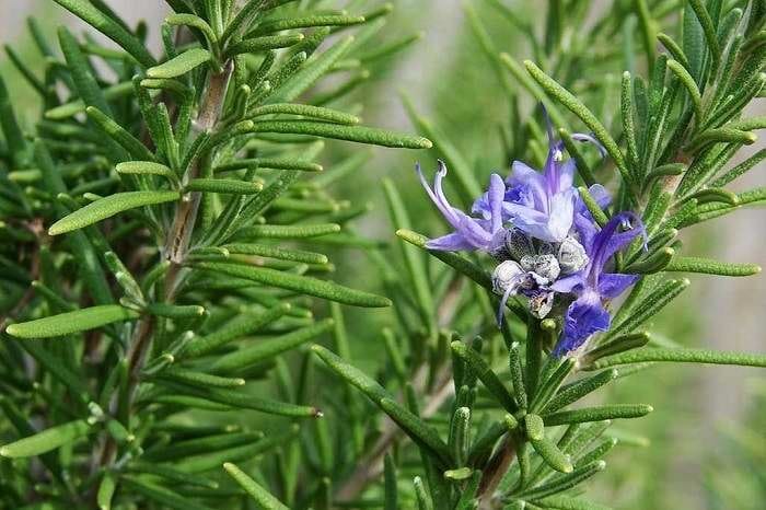 Розмарин лекарственный
