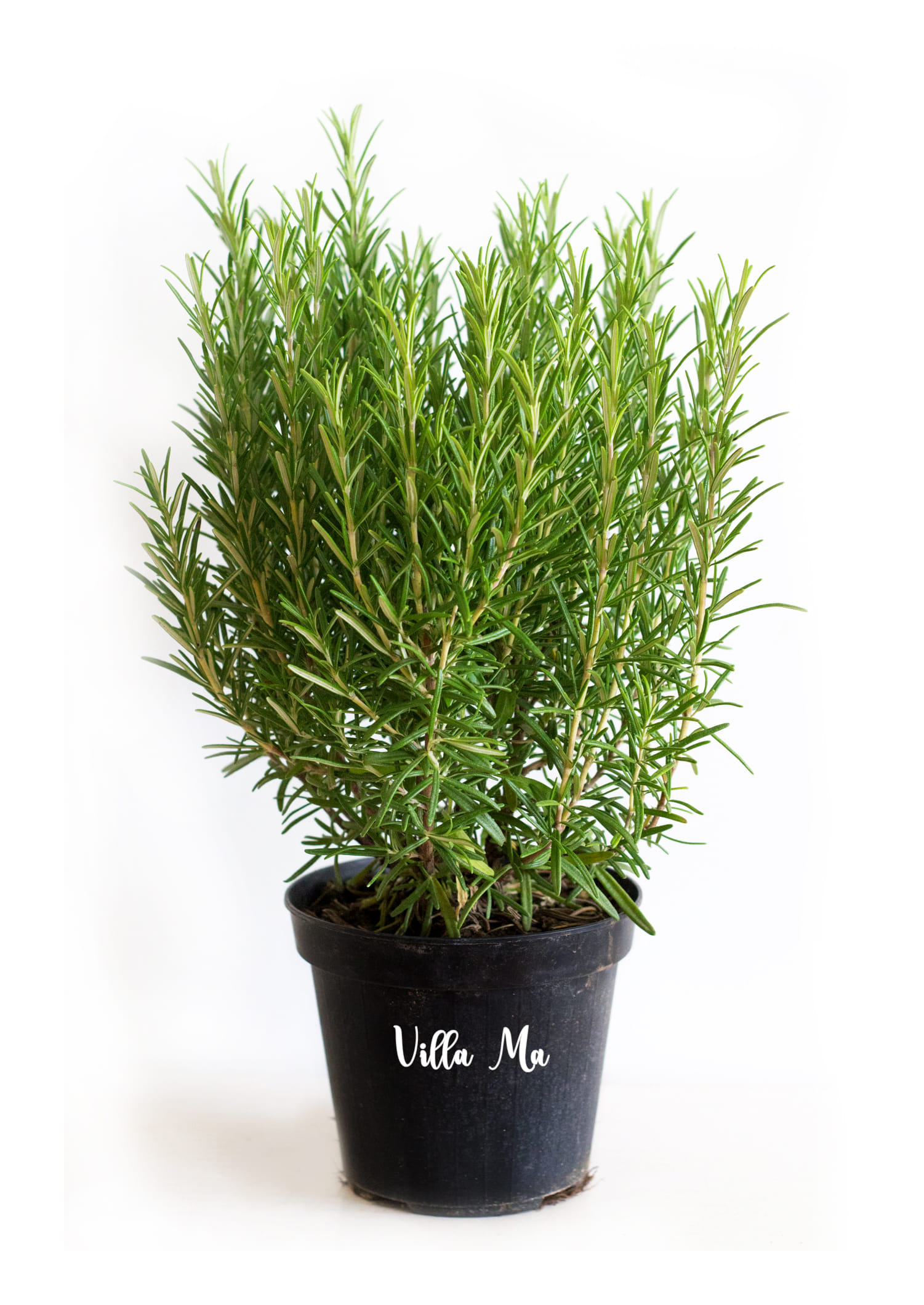 Розмарин лекарственный