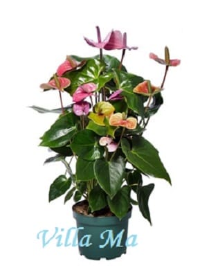 Антуриум радужный Кавалли