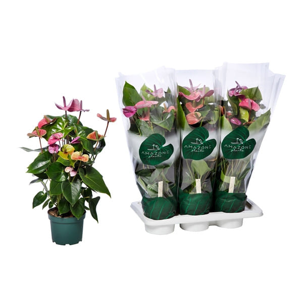 Антуриум радужный Кавалли