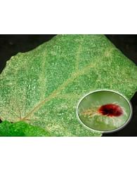 Фитоверм концентрат от клеща и других вредителей инсектицид, акарицид