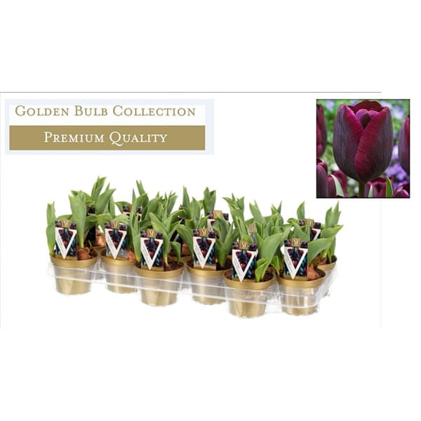 Роналдо черный тюльпан букет в горшке