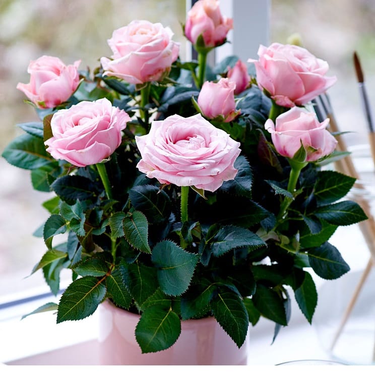 Роза Инфинити Принцесс Пинк