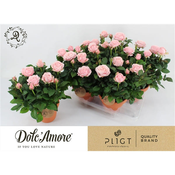 Роза Инфинити Принцесс Пинк