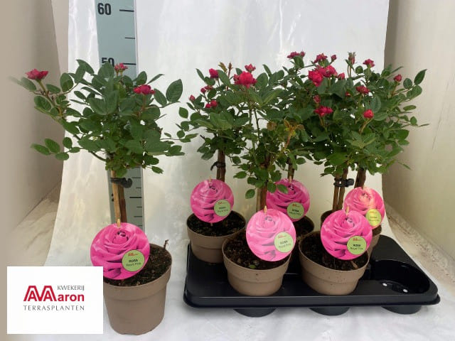 Роза штамбовое деревце