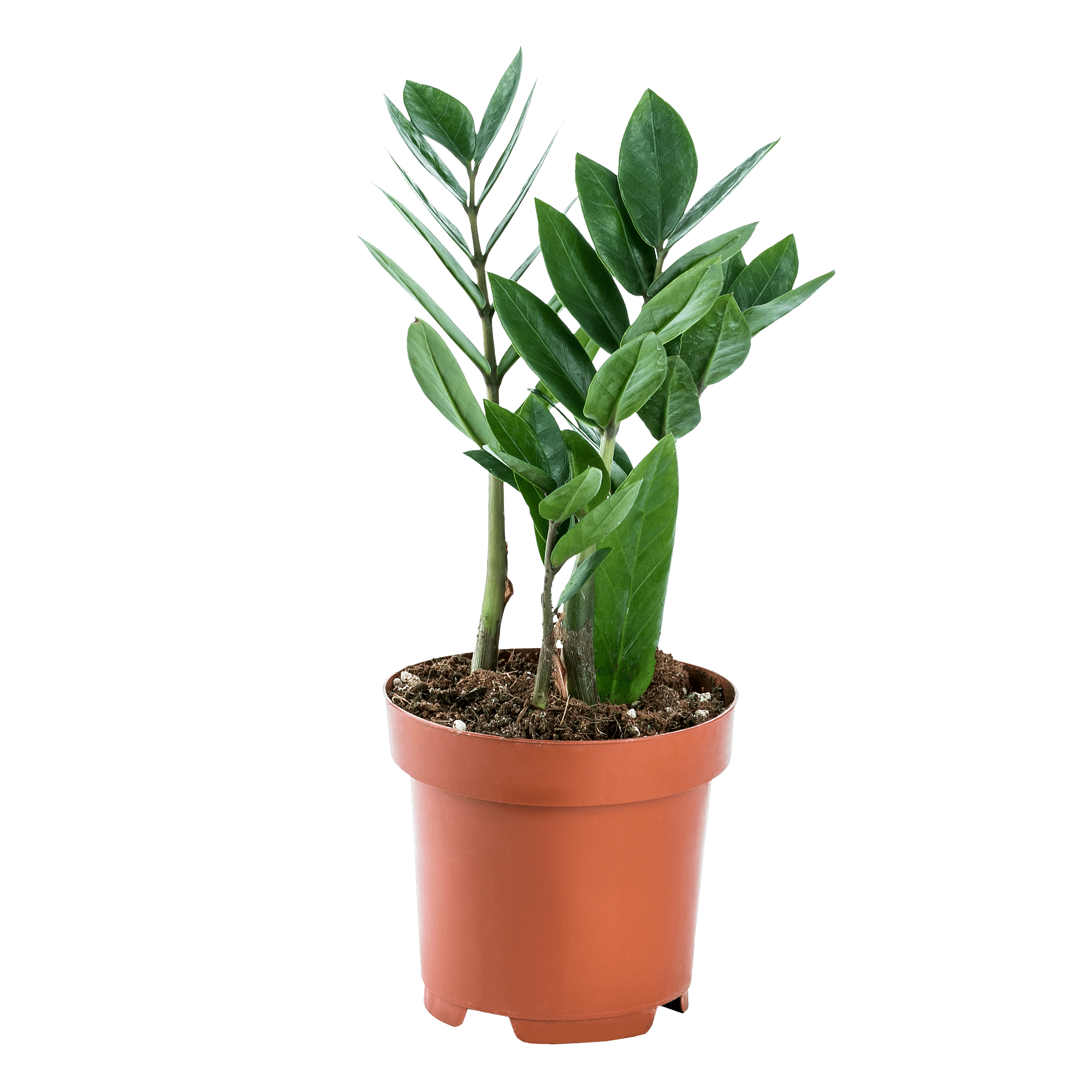 Замиокулькас