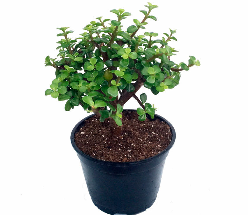 Портулакария портулакия