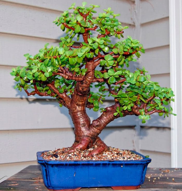 Портулакария портулакия