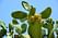 Опунция большой зелёный кактус