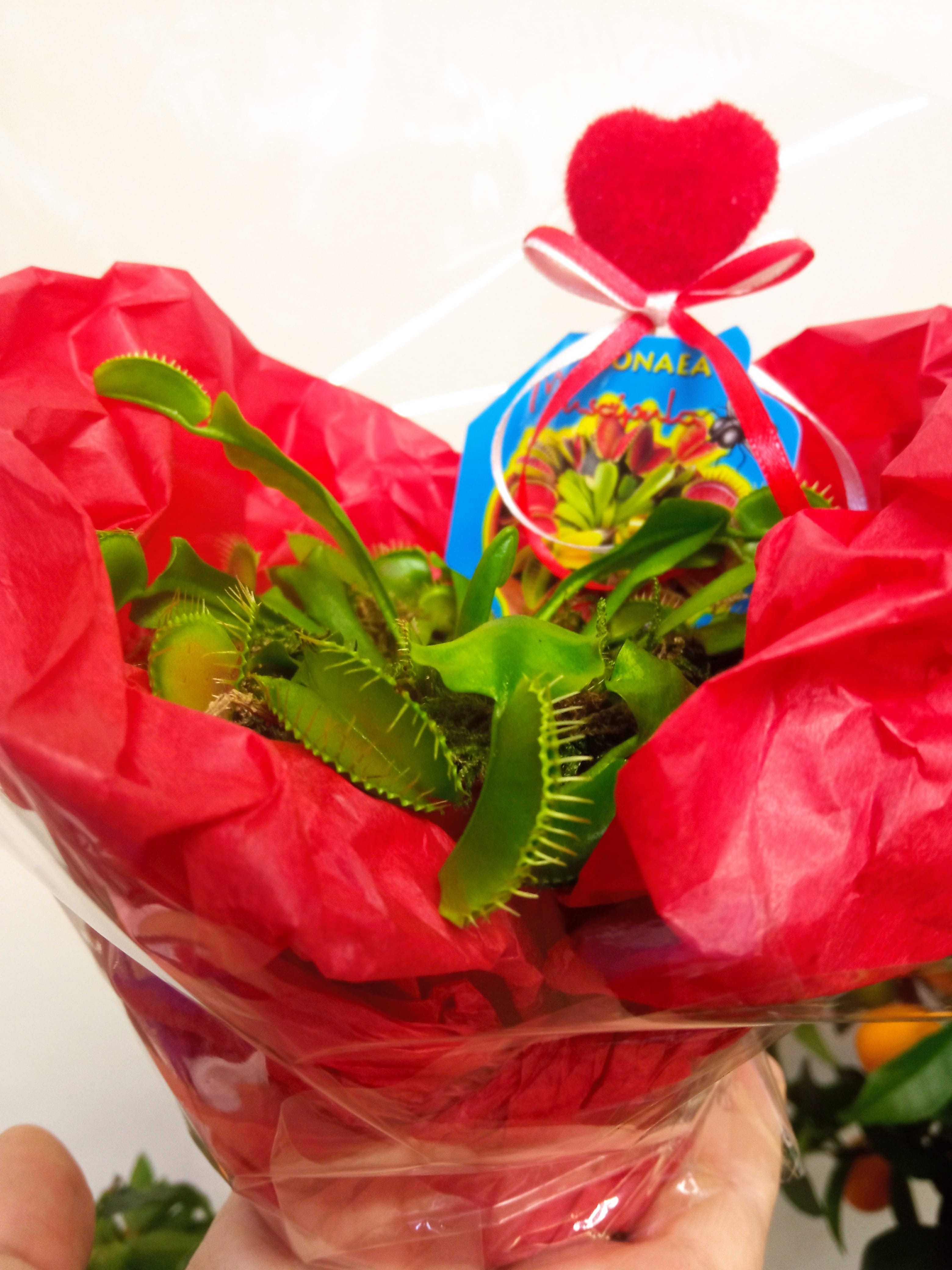 Хищная Валентинка