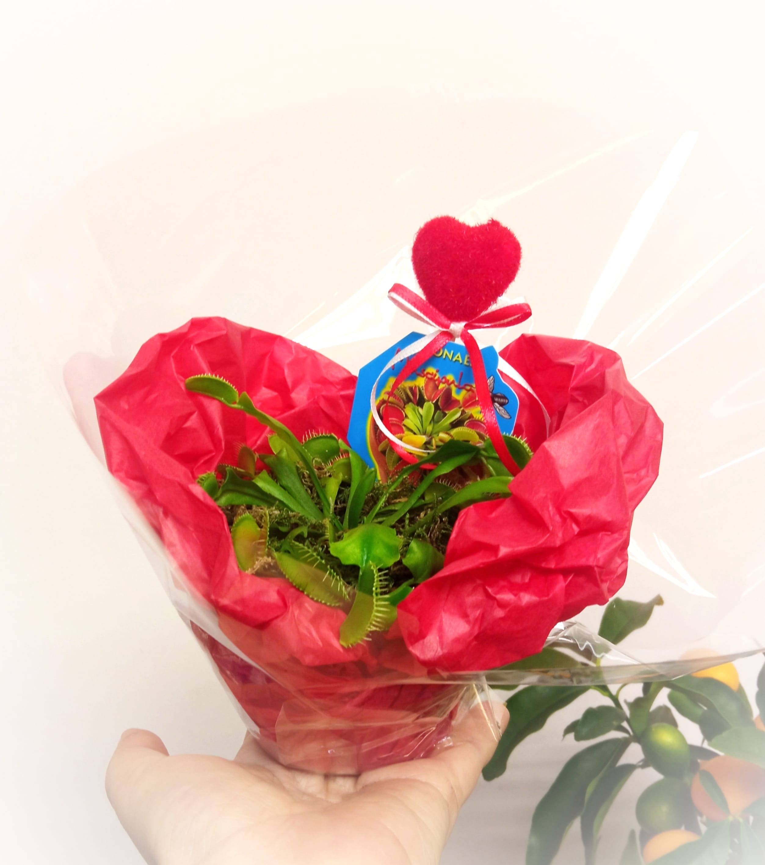 Хищная Валентинка