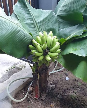 Комнатный банан супер карлик Dwarf Cavendish