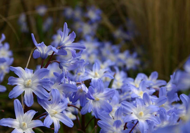 Подснежник Блу Гигант