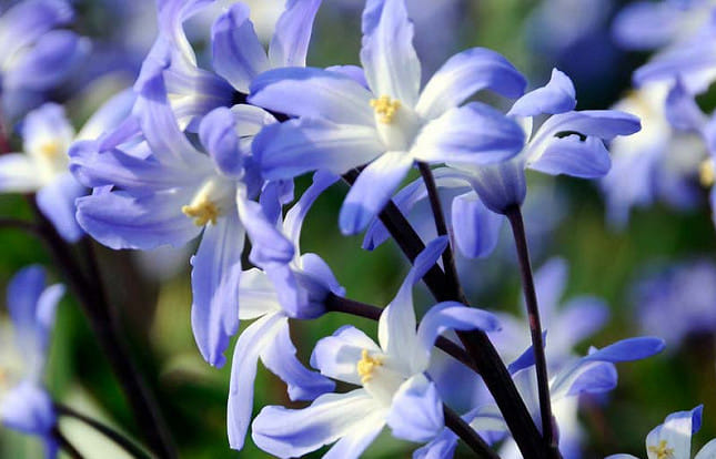 Подснежник Блу Гигант