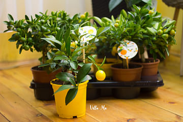 Деревце д12см лимон с плодами