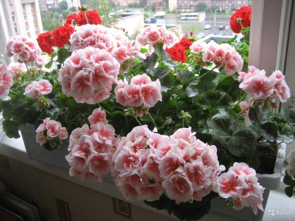 Кристалон Коричневый