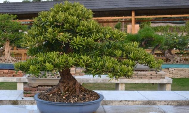 Подокарпус /Хвойный бонсай