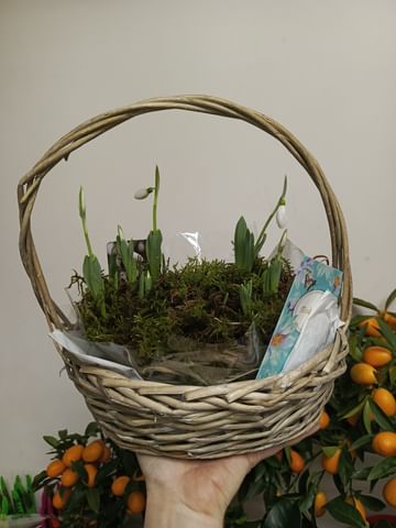 Подснежники в корзиночке ассорти