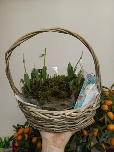 Подснежники в корзиночке ассорти