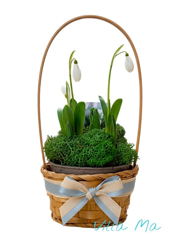 Подснежники в корзиночке ассорти