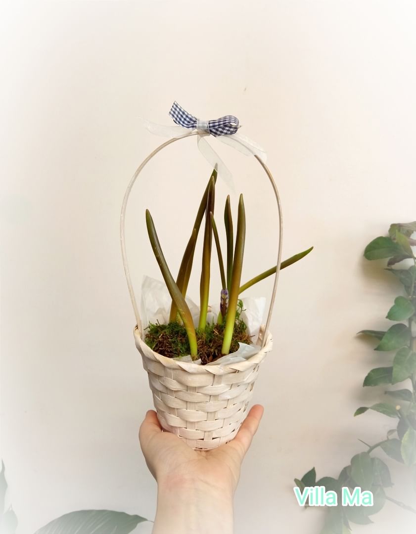 Подснежники в корзиночке ассорти