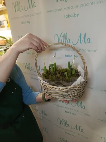 Подснежники в корзиночке ассорти