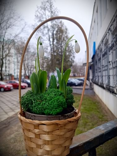 Подснежники в корзиночке ассорти
