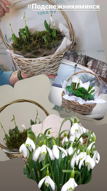 Подснежники в корзиночке ассорти