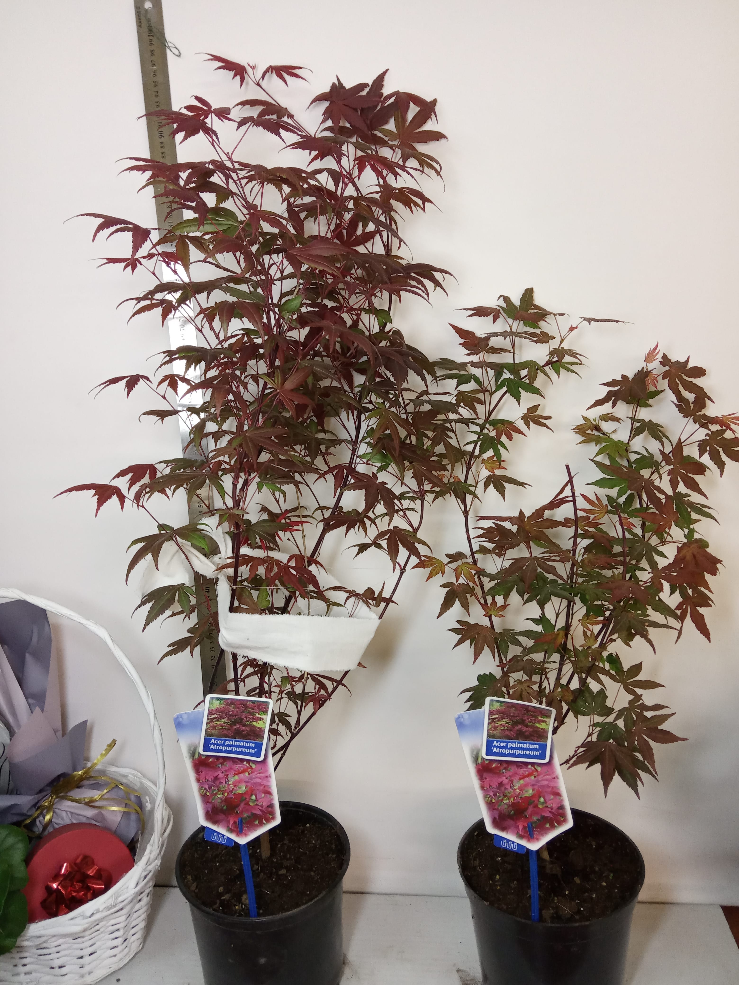 Клён красный Атропурпуреум японский клен садовый