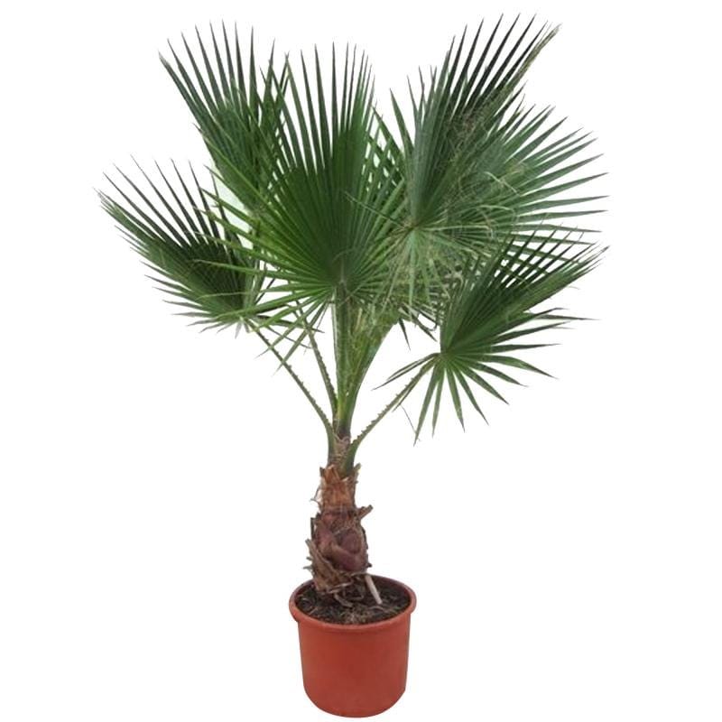 Вашингтония Робуста Пальма