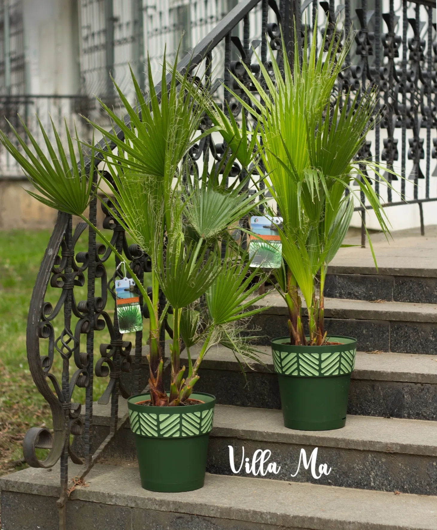 Вашингтония Робуста Пальма