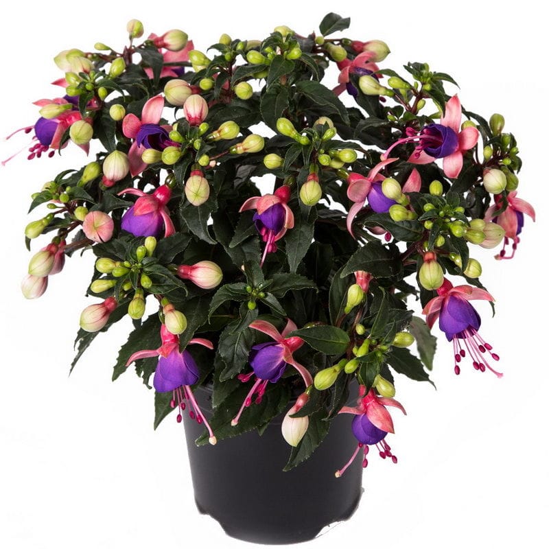 комнатные цветущие растения и растения с плодами купить в минске с ...