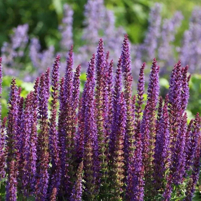 Шалфей декоративный Суперба