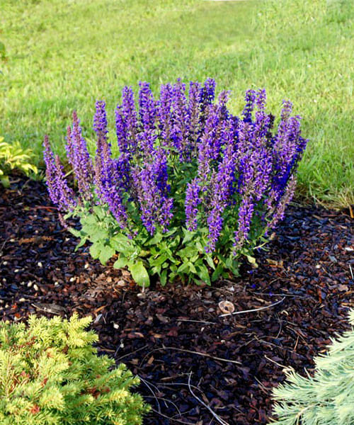 Шалфей декоративный Суперба