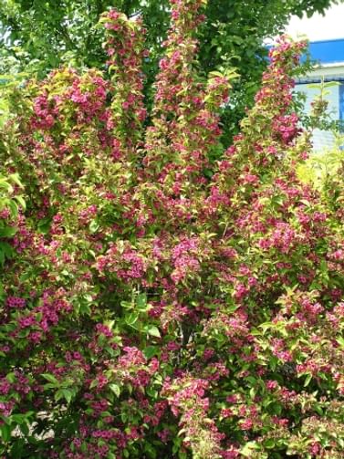 Бригелла кустарник фото и описание Бригелла кустарник фото и описание