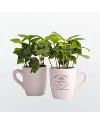 Кофе в чашке растение