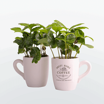 Кофе в чашке растение