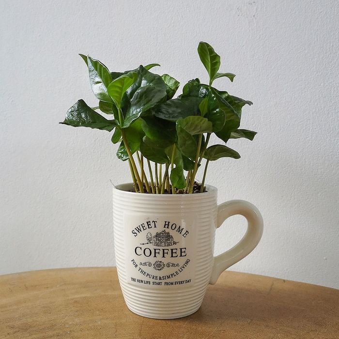 Кофе в чашке растение