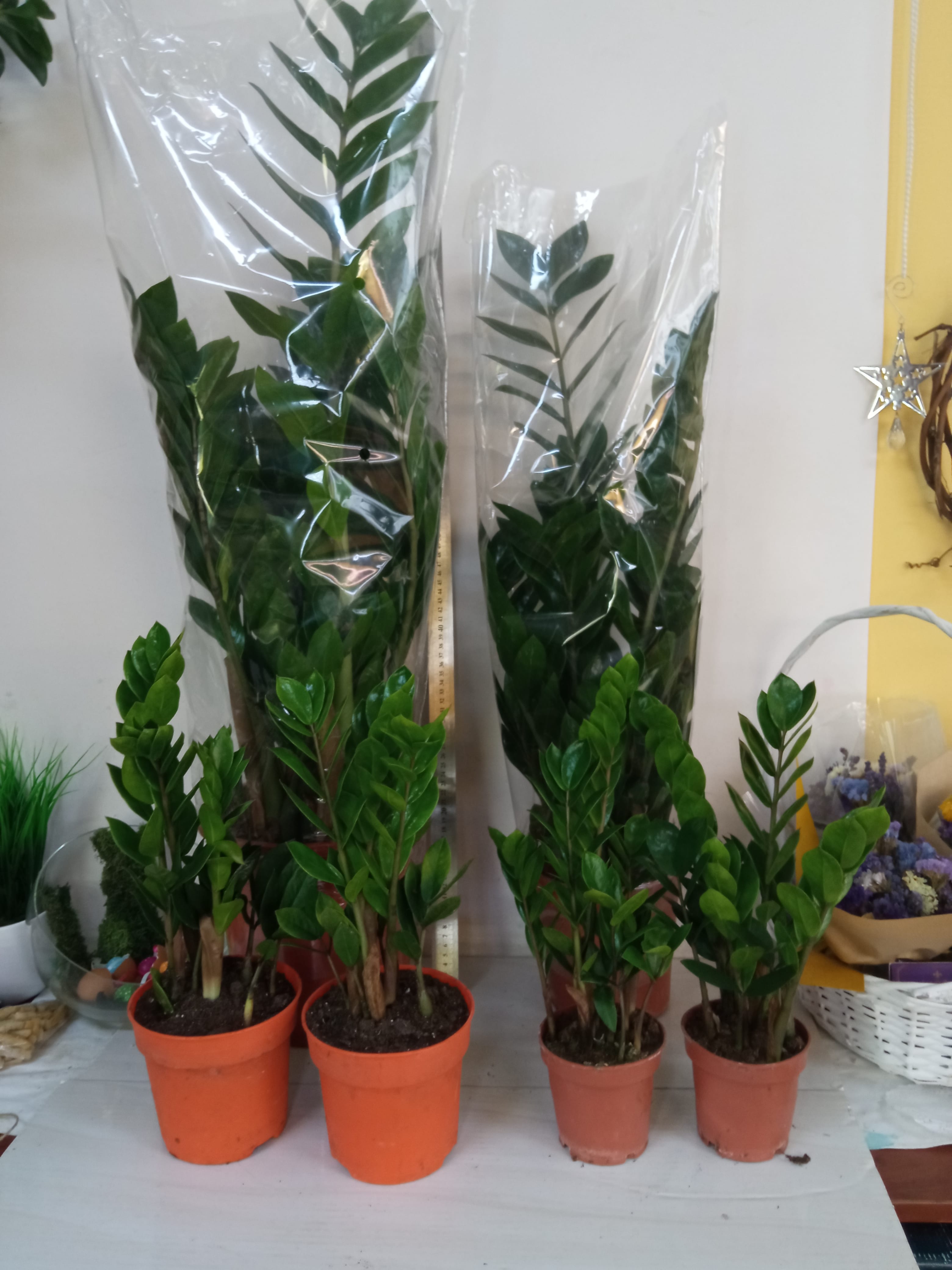 Замиокулькас замиелистный