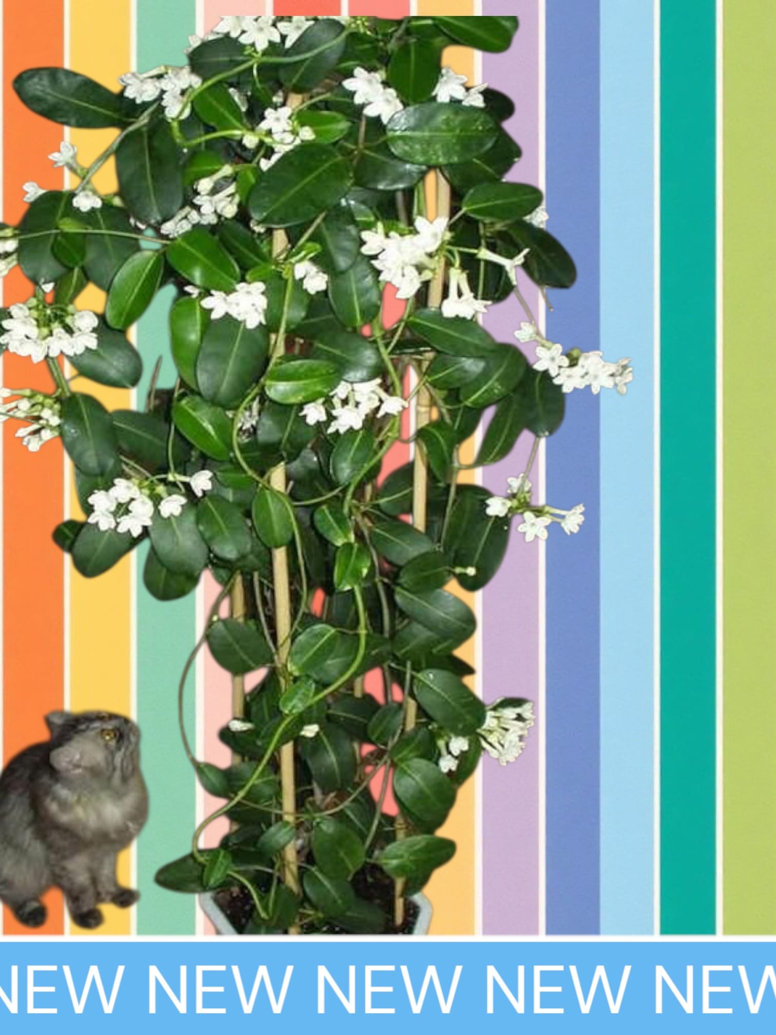 Стефанотис Невеста /жасмин комнатный/