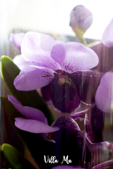 Орхидея королевская Ванда в вазе